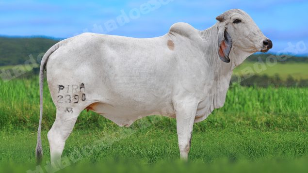 Lote em leilao em São Pedro do Suaçuí/MG - Lote 1