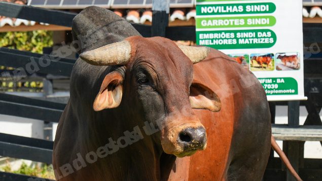 Lote em leilao em Brasil - Lote 3