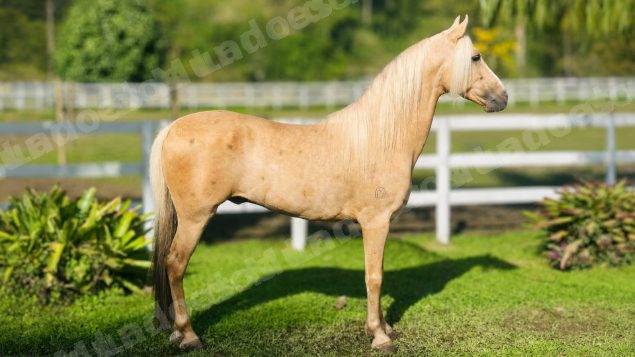 Lote em leilão em Brasil - Lote 19