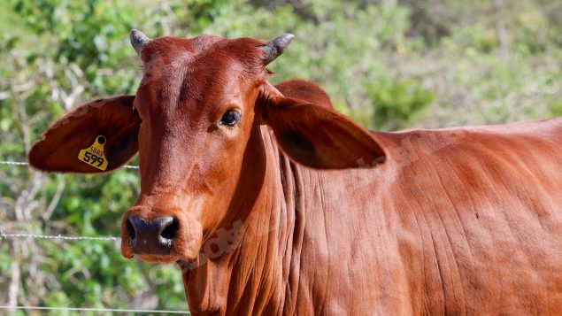 Lote em leilao em Brasil
