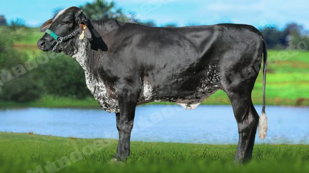 Veículo em leilão em Brasil