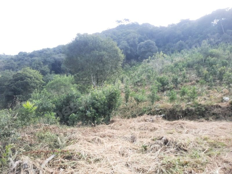 Terreno em leilao em Neste Município de Arvorezinha/RS