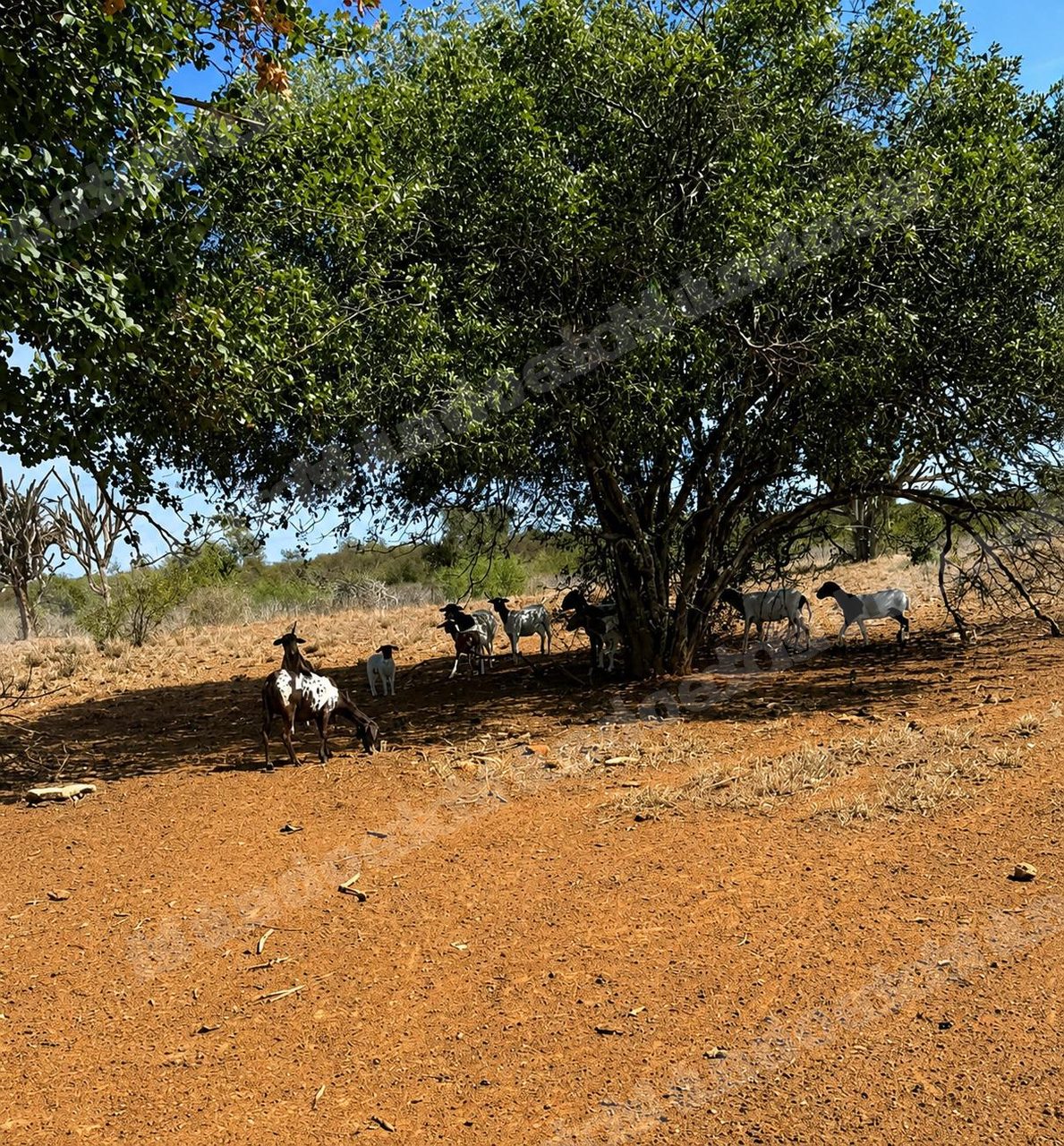 Terreno em leilao em Ibititá/BA