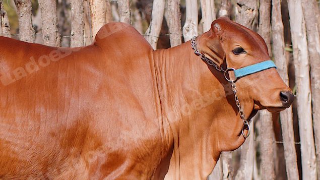 Lote em leilão em Brasil - Lote 2