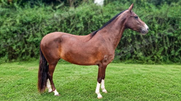 Lote em leilão em Brasil - Lote 20