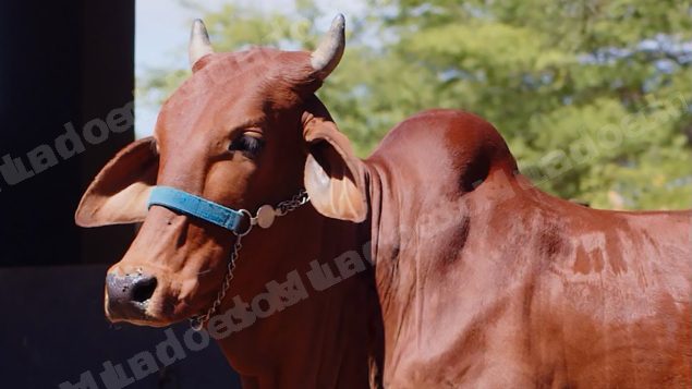 Lote em leilao em Brasil