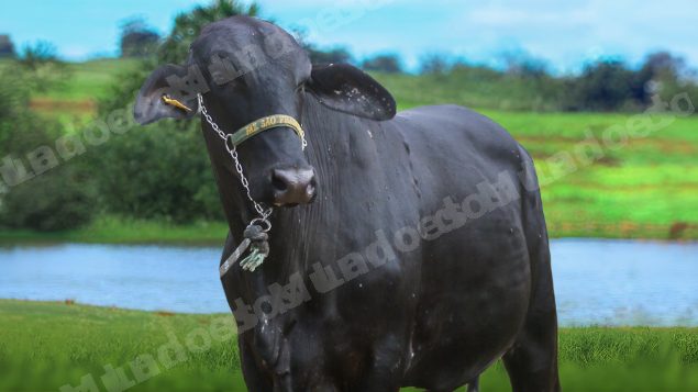 Lote em leilão em Brasil