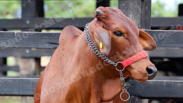 Lote em leilao em Brasil