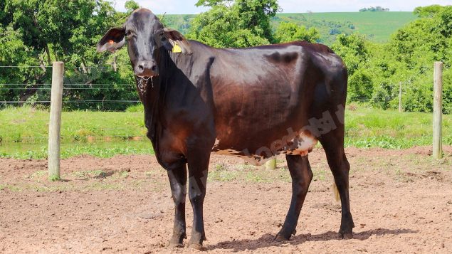 Lote em leilão em Jataí/GO - Lote 1