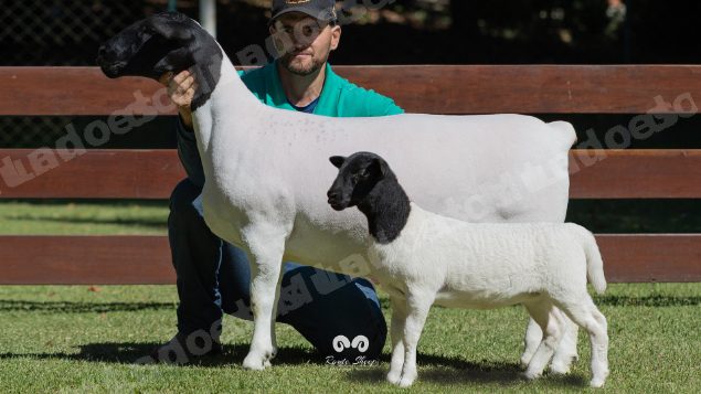 Lote em leilao em Brasil