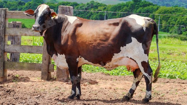Lote em leilão em Jataí/GO - Lote 2