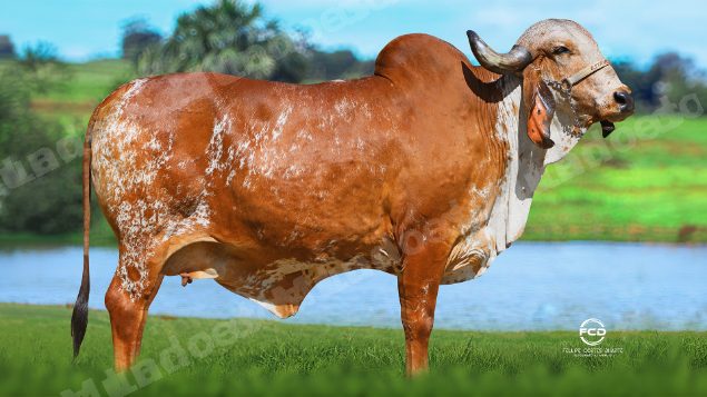 Lote em leilao em Bicas/MG