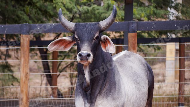 Veiculo em leilao em Santa Luzia/PB