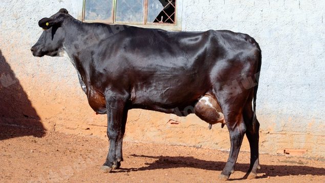 Lote em leilao em Cristalina/GO