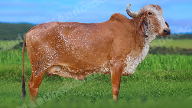 Lote em leilao em São Pedro do Suaçuí/MG - Lote 3