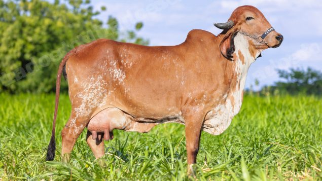 Lote em leilão em Brasil - Lote 76