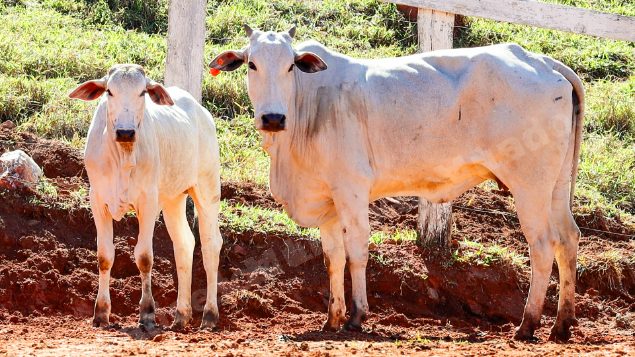 Lote em leilao em Pratápolis/MG