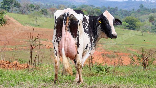 Lote em leilão em Dores do Indaiá/MG - Lote 1