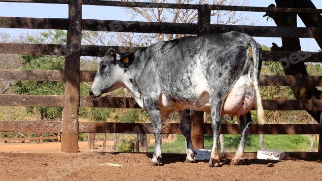 Lote em leilao em Cristalina/GO