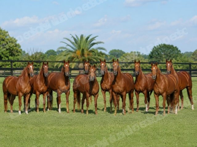 Animais em leilão em Jumirim/SP