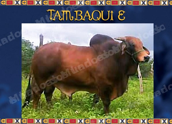 Lote em leilao em Brasil