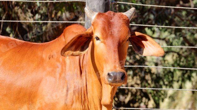 Lote em leilao em Planaltina/GO