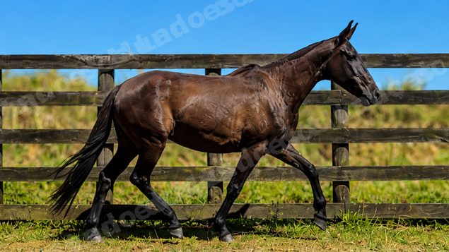 Lote em leilao em Brasil