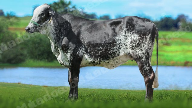 Lote em leilão em Brasil