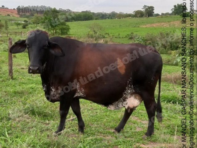 Animais em leilão em Íris/SP - Lote 1