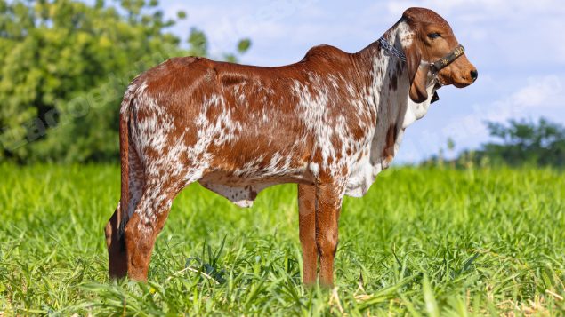 Lote em leilão em Brasil - Lote 86