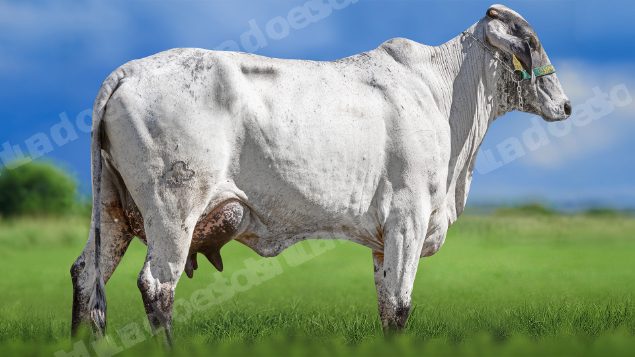 Lote em leilao em Miradouro/MG