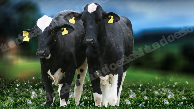 Lote em leilão em Brasil - Lote 15