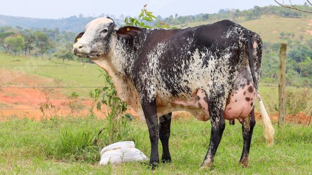 Lote em leilão em Dores do Indaiá/MG - Lote 2