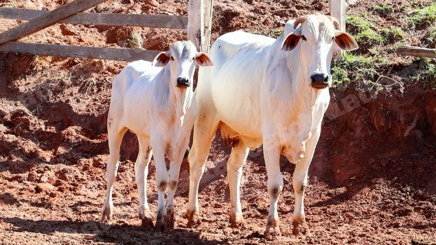 Lote em leilao em Pratápolis/MG