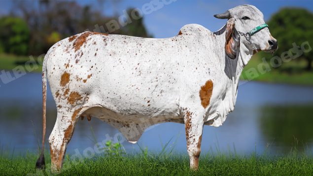Lote em leilao em Carmo da Mata/MG