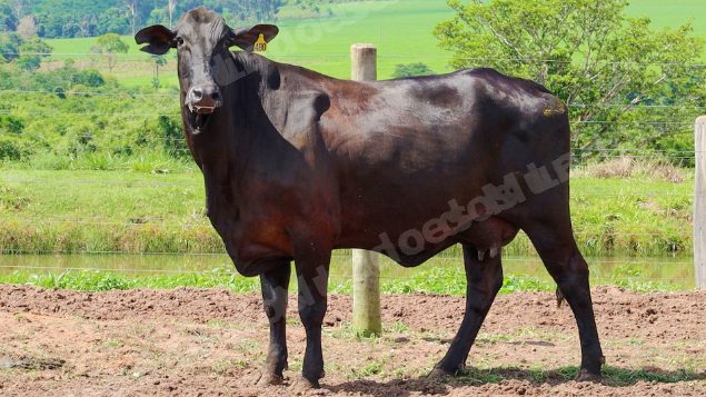 Lote em leilão em Jataí/GO - Lote 3