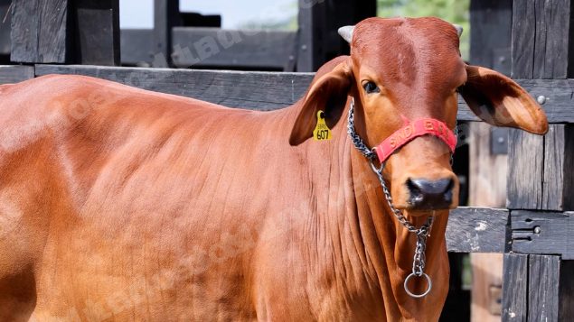 Lote em leilao em Brasil