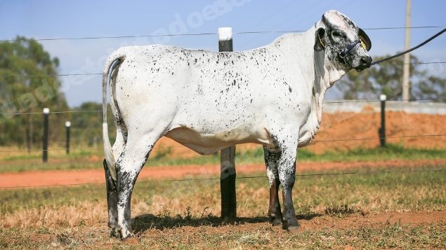 Lote em leilao em Brasil