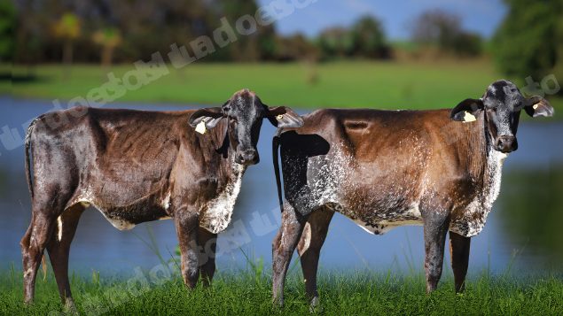 Lote em leilao em Carmo da Mata/MG