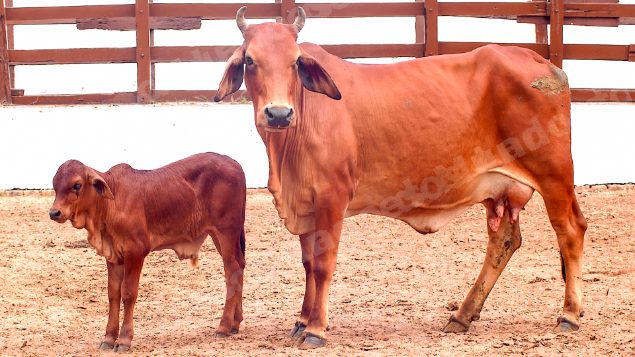 Lote em leilao em Brasil