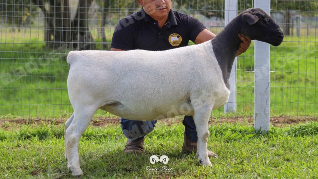 Lote em leilao em Brasil