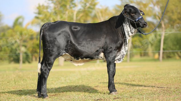 Lote em leilao em Brasil