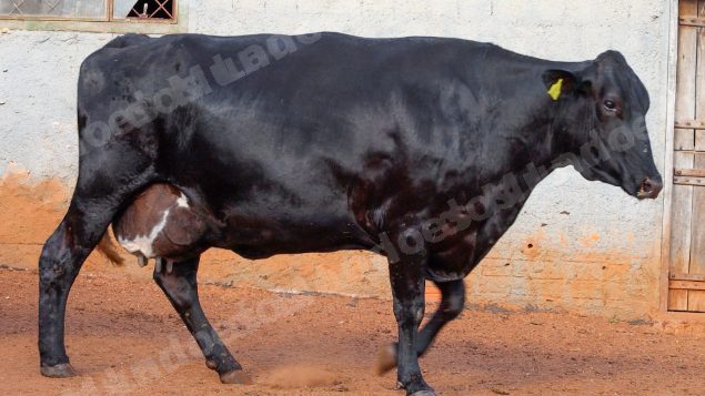 Lote em leilao em Cristalina/GO