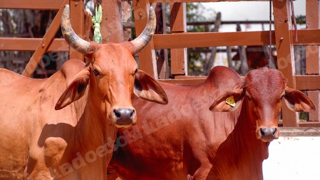 Lote em leilao em Brasil