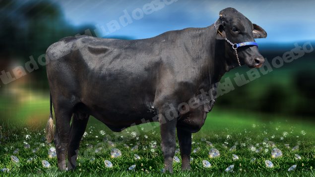 Lote em leilão em Brasil - Lote 16