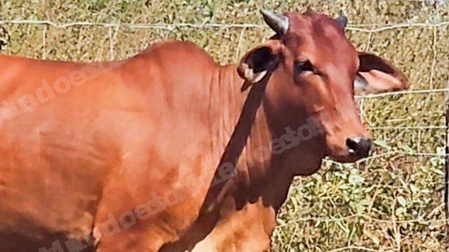 Lote em leilao em Brasil