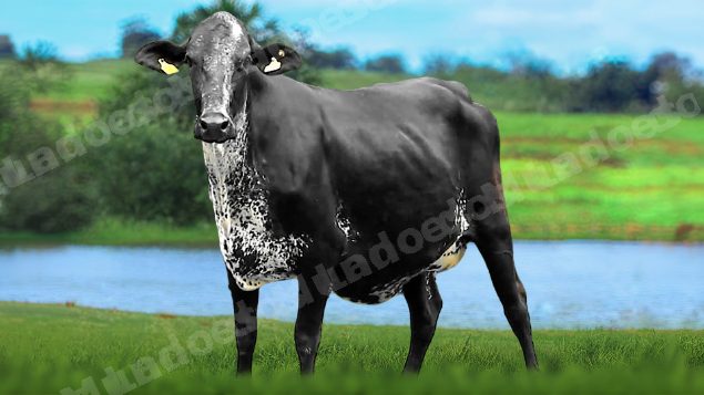 Lote em leilão em Brasil