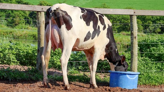 Lote em leilão em Jataí/GO - Lote 4