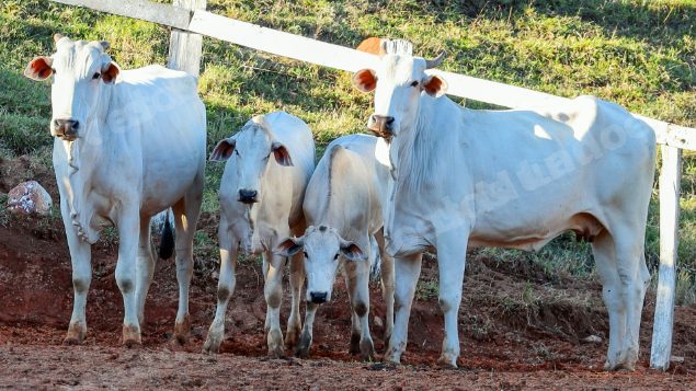 Lote em leilao em Pratápolis/MG