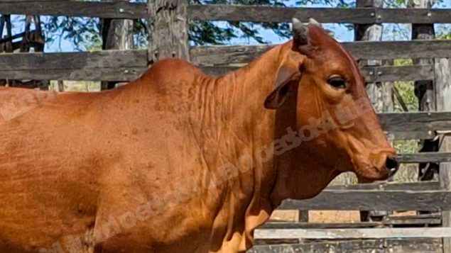 Lote em leilao em Brasil